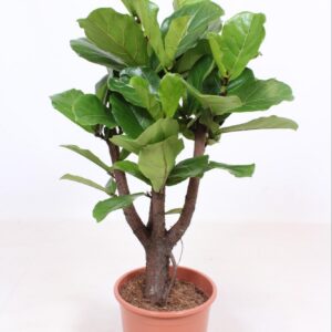 bd5b401747164cd6896a9ea2b52edfc6f0911f291fd24a2392a56b9fc8d02a0f.jpg Ficus Lyrata
