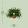 28495551b09c4e2b892ceb7ad4f77a826c14dcfb8ad2458c9b11d3948b41bb05.jpg Nephrolepis Grüne Dame