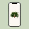 c1e89cc1a9174070ae2b40c5f436bdf4aa00aa47ca364f89ba20e52f782e55fb.jpg Nephrolepis Grüne Dame