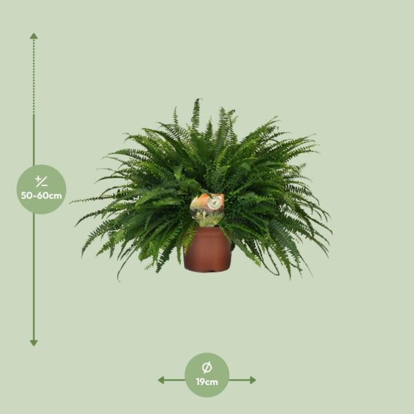 ee47144da1144e7fb69cf550c3a0a5f990261d0455c743329c7b2c4a04e14624.jpg Nephrolepis Grüne Dame
