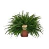 ef635c6216234c039232b871d27e0d20b82cda7de22b41ebb19b3c7c3e9fef44.jpg Nephrolepis Grüne Dame