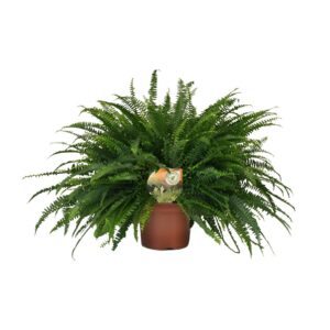ef635c6216234c039232b871d27e0d20b82cda7de22b41ebb19b3c7c3e9fef44.jpg Nephrolepis Grüne Dame
