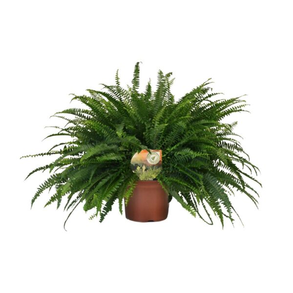 ef635c6216234c039232b871d27e0d20b82cda7de22b41ebb19b3c7c3e9fef44.jpg Nephrolepis Grüne Dame