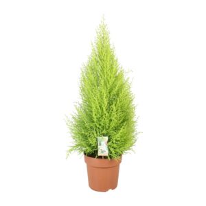 231b70f116534e62a98cb344284bd5e9d7137729d7ae4db3b5e6892c9dd9aac9.jpg Cupressus Goldcrest Wilma