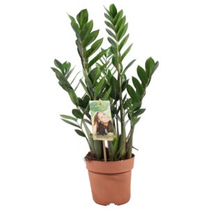 9443f0ea1c954201813580edd6186860f8149d8c9fb645838281f3bae4a17a3c.jpg Zamioculcas Zamiifolia