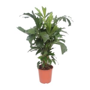 431d6bc387144d8aa6c6e437c4bb53f4ab31eea80f534d1a8530c9d4657e65a6.jpg Caryota mitis