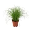 Cyperus alternifolius Zumula