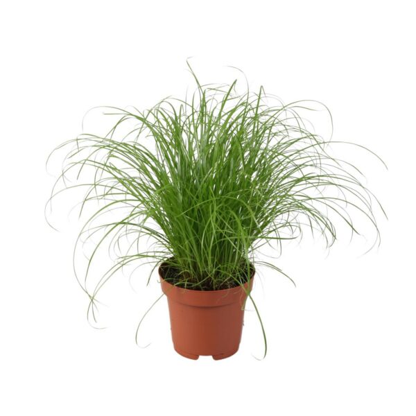 Cyperus alternifolius Zumula