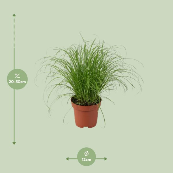Cyperus alternifolius Zumula