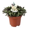 Callisia repens