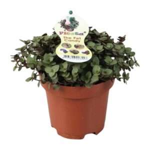 7f358ff4231f4487ba5c81dcf8d75e4e311798b9f37a403f8ba36df526985dd5.jpg Callisia repens
