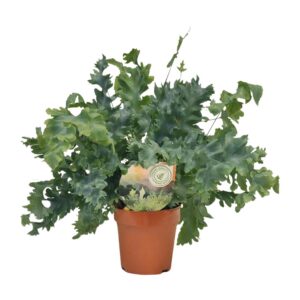 268cf6677e064aab881f6cbd5b3430e4962686e9a2624f619adeb64a9bea8c19.jpg Phlebodium Davana