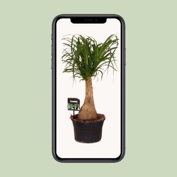 93d3671cecd140998ae8046427eaebe341d6876e6b6b41499b16062d8a55dc84.jpg Beaucarnea Nolina