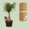 e6dcf80ee0e249b4837bb1902c9d5c3bcc23d23190ec45fa9c564e47ce1cb8ce.jpg Beaucarnea Nolina