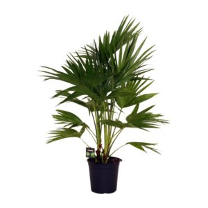 406d1d6d9fdd4573b5777310af88192e6b6a6465c00e4540a99b363f55ce8fd4.jpg Livistona Chinensis