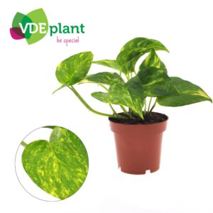 88f939e98e5d4a70b0fb386c04d6b7c30b8c767f9b9e42e3b562d032318d0327.jpg Epipremnum Aureum