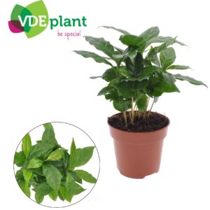 a98be9ce80924c0a8c302f9d7587b75991b1c2da6921439eade9b6f3e681225f.jpg Coffea Arabica