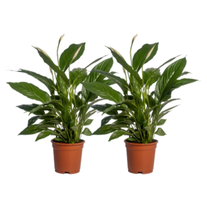 Spathiphyllum Vivaldi | 2 Stück