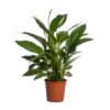 1fab32c18e5749e484cbf50e436c620d53ce42f11e434a729c80acacc21bf825.jpg Spathiphyllum Vivaldi
