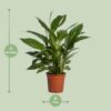 6ba28d796d784a76a661154bb674bd63fa0bbbf7a4cd4a158241a53d7cd49af4.jpg Spathiphyllum Vivaldi