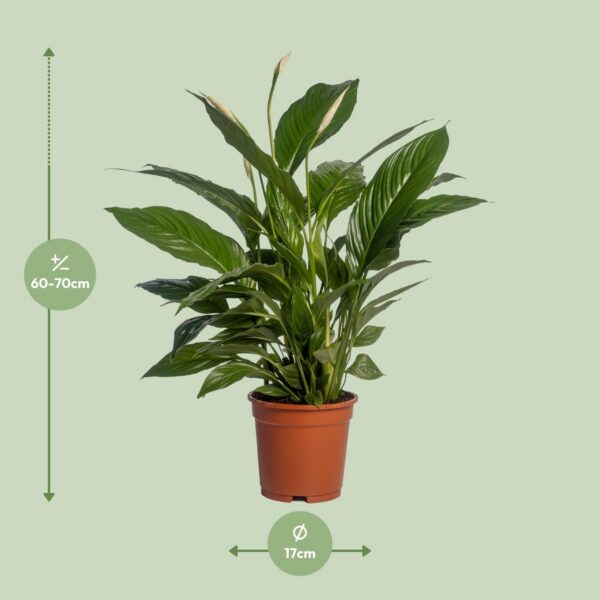 6ba28d796d784a76a661154bb674bd63fa0bbbf7a4cd4a158241a53d7cd49af4.jpg Spathiphyllum Vivaldi