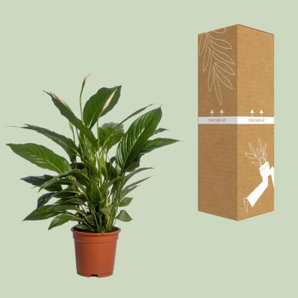 7f6bba58173c4783b18cb813a71fcab41b328582f3e946bda02f304ee83780d8.jpg Spathiphyllum Vivaldi