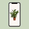 fe44ba3f77274594b3417d3fa84f41822895467dcf3947ff9bdea04ef72e361b.jpg Spathiphyllum Vivaldi