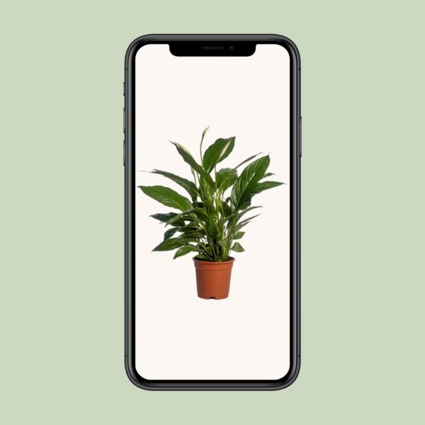 fe44ba3f77274594b3417d3fa84f41822895467dcf3947ff9bdea04ef72e361b.jpg Spathiphyllum Vivaldi