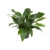 Anthurium Dschungel Busch