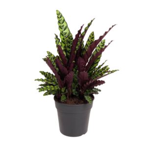 25a14795d9df42a18d86272b6382f2fee86f22f7e66c43db8a001b315ff636fa.jpg Pfaffenhütchen Lancifolia