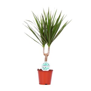 26edec9ad61844838da7c45dc4eab420d2cb72f858834a22b479a3519e96b359.jpg Dracaena marginata