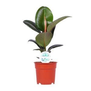 1ac5ee3c508d40df906135dd71ff82e0b89c760a44fc4714b7743e7a458ea911.jpg Ficus Elastica Robusta