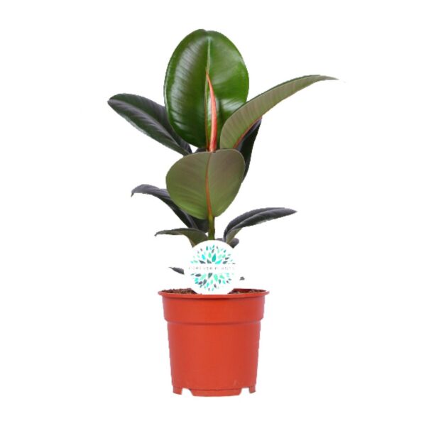 Ficus Elastica Robusta