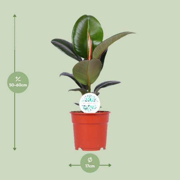 Ficus Elastica Robusta