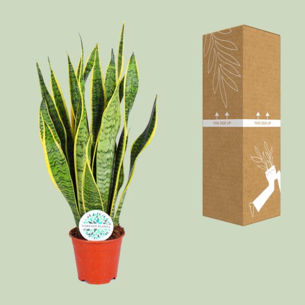 Sansevieria trifasciata Laurentii