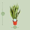 Sansevieria trifasciata Laurentii