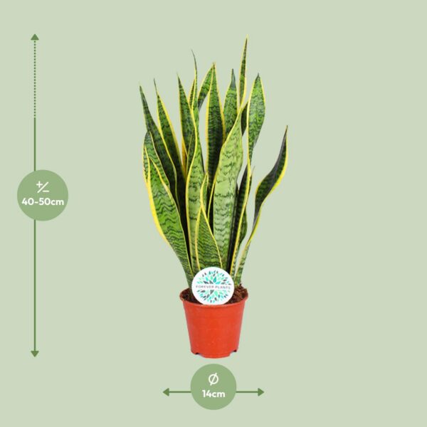 Sansevieria trifasciata Laurentii