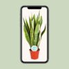 Sansevieria trifasciata Laurentii