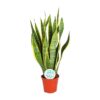 Sansevieria trifasciata Laurentii