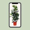 Ficus cyathistipula