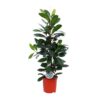 Ficus cyathistipula