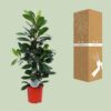 Ficus cyathistipula