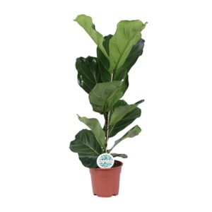 Ficus Lyrata