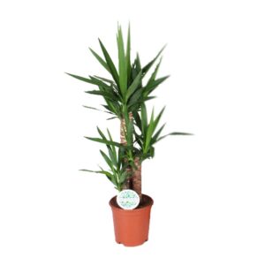 Yucca