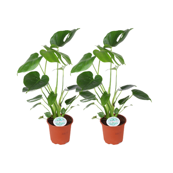 Monstera Deliciosa - Hole Pflanze | 2 Stück