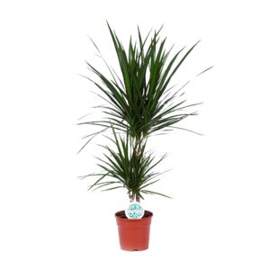 Dracaena marginata
