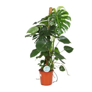 Monstera deliciosa