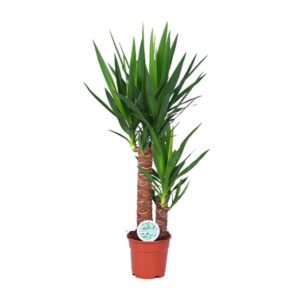 Yucca