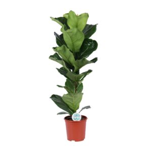 Ficus Lyrata