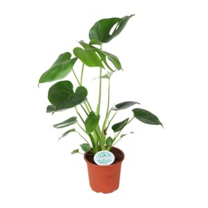 Monstera deliciosa